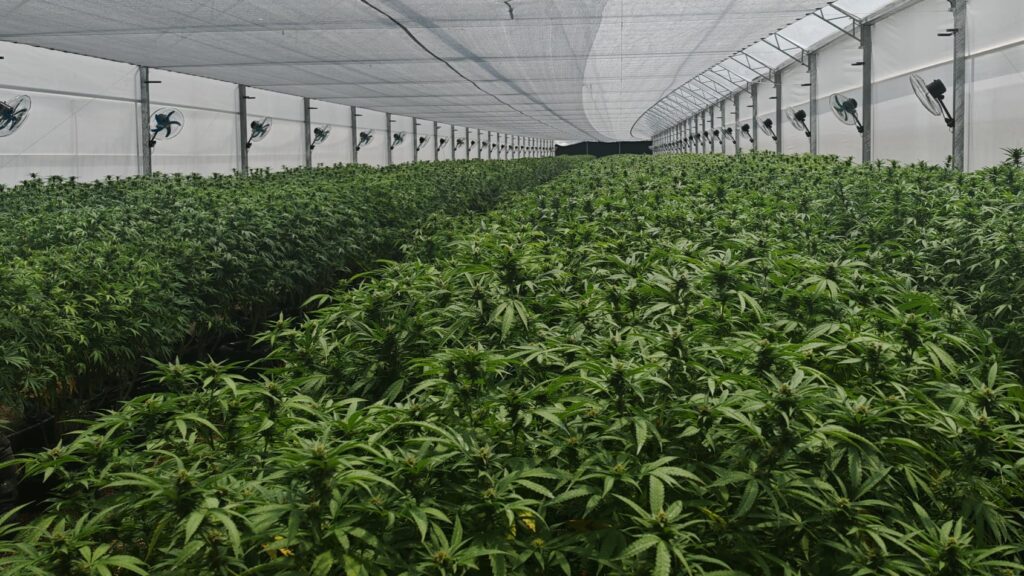 cultivo