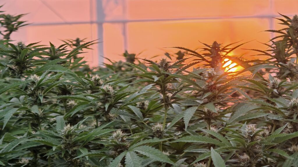 Cultivo 1
