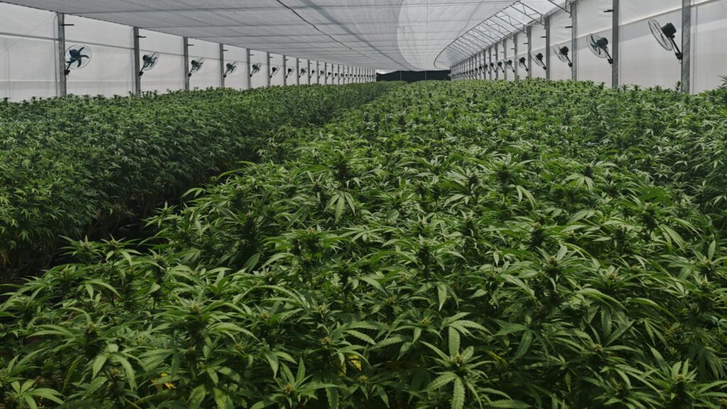 Cultivo