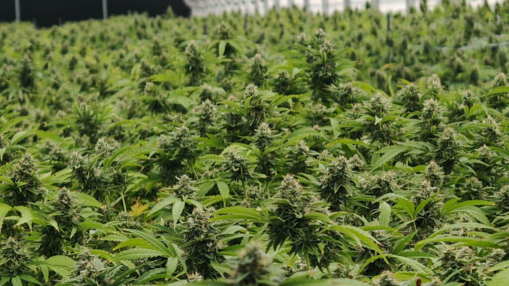 Cultivo 2