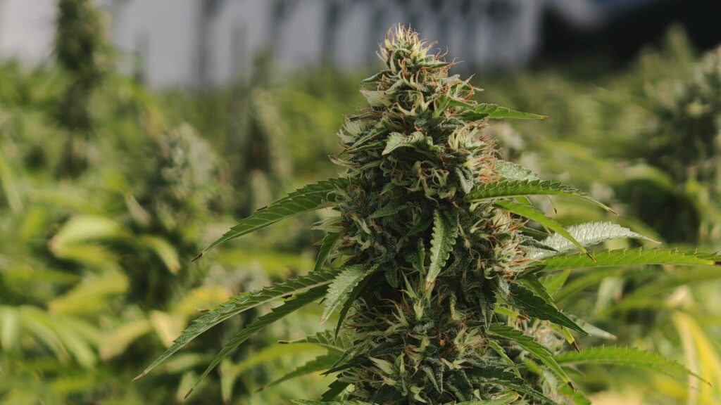 Cultivo 3