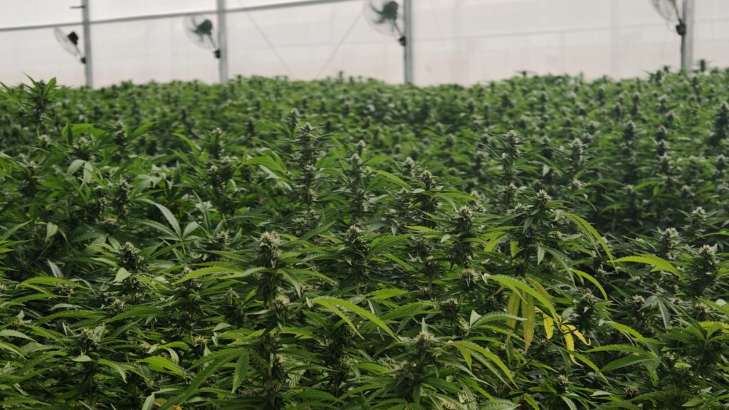 Cultivo 4