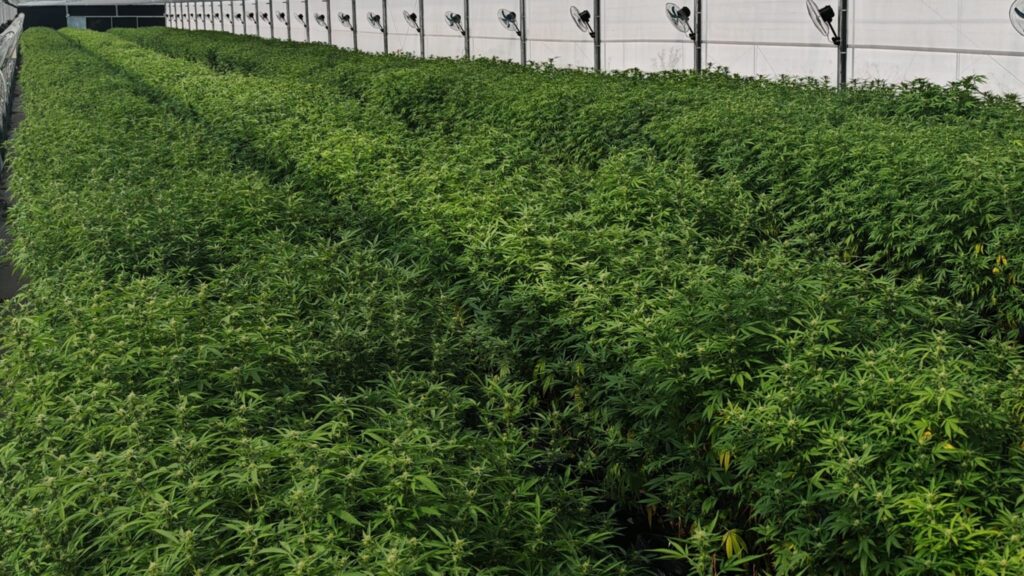 Cultivo 5