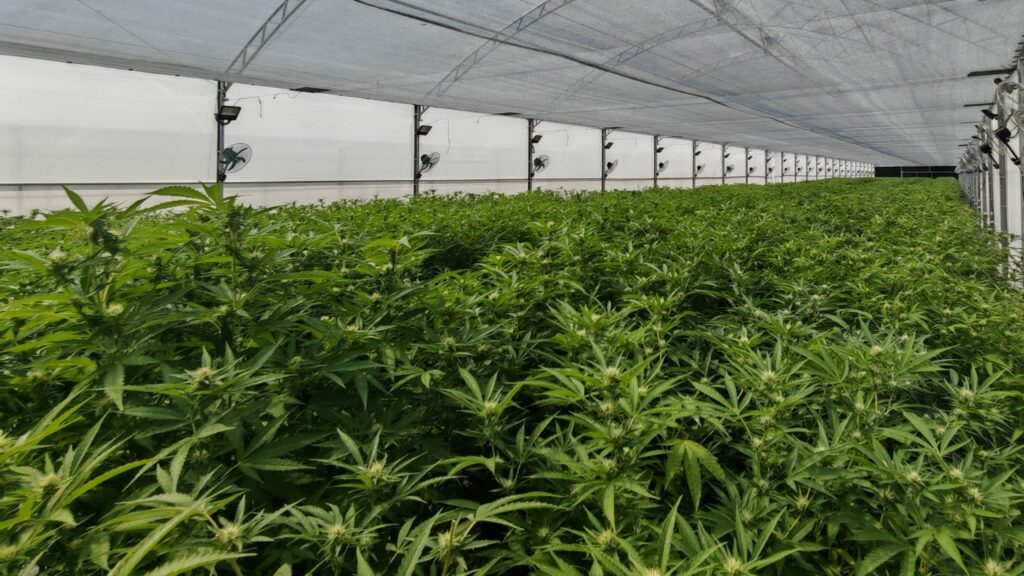 Cultivo 6