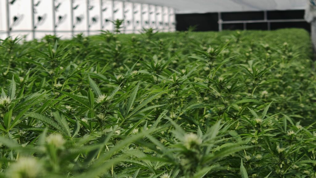 Cultivo 7
